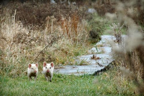 我們的環(huán)境會(huì)好嗎？——“數(shù)說(shuō)”大氣、水、土壤污染防治三大戰(zhàn)役
